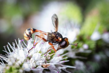 Betasyrphus serarius sinek