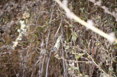Papilio maçaon dinlenme