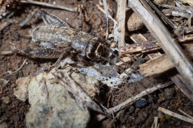 Eumodicogryllus bordigalensis yerde