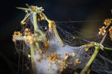 İki kelebek larva ipek