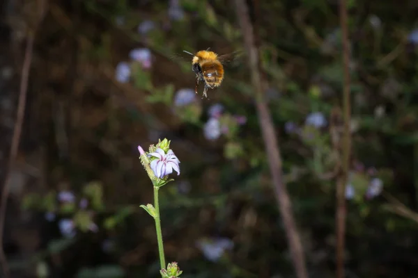 Bee landing flower — Stock Photo, Image