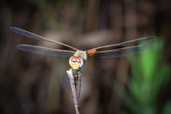 Dragonfly schattig oog — Stockfoto