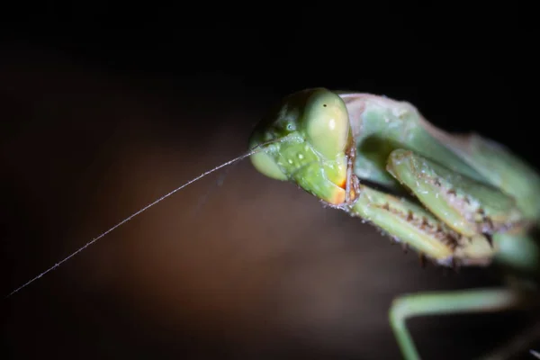 La mantis verde espera —  Fotos de Stock