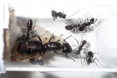 Camponotus vagus 'un küçük kolonisi test tüpünde.