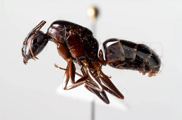 Camponotus aethiops queen with super magnification