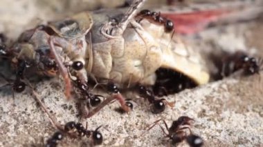 Messor Capitatus 'un işçileri yuvaya bir çekirge taşımaya çalışıyorlar.