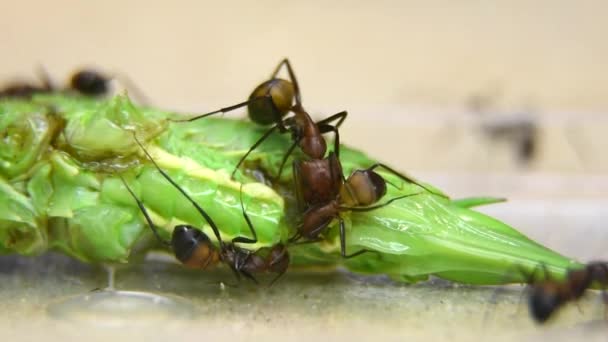 Крупный Рабочий Camponotus Nicobarensis Ест Кузнечика — стоковое видео