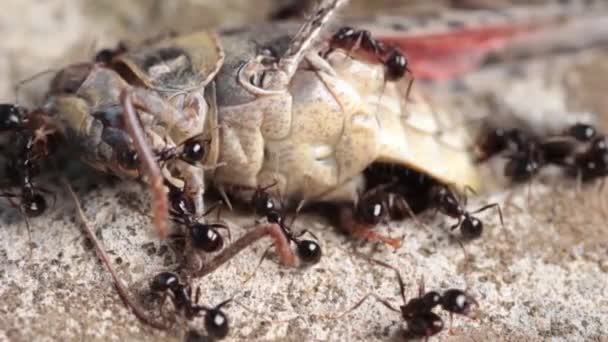 Large Colony Myrmica Rubra Takes Care Larvae — Stock Video