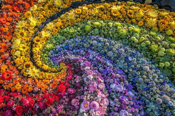 A carpet of colorful flowers like a rainbow. Flowers background.Top view. Holiday background. Greeting card, postcard.