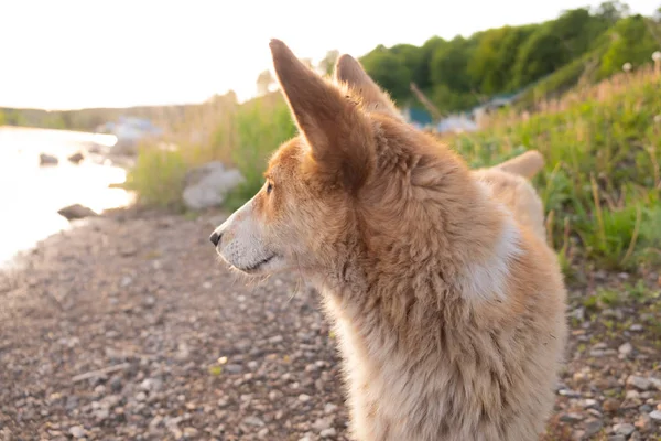 Red dog near the river stands at sunset with his head turned. Tu