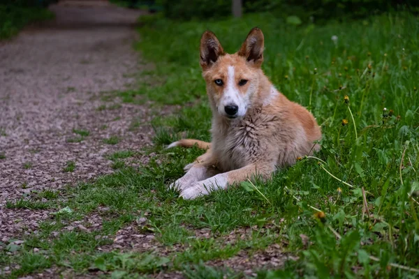 Cão Vermelho Com Olhos Multi Coloridos Azuis Marrons Deitado Grama — Fotografia de Stock