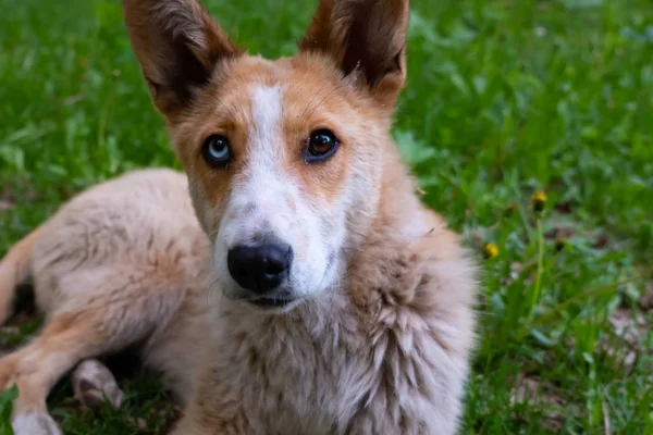 Yeşil çimenlerin üzerinde mavi ve kahverengi çok renkli gözlü kırmızı köpek