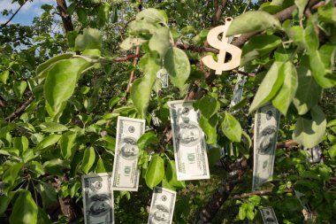Meyve yerine yeşil yaprakları olan bir ağaçta para dolar asılır. Para Ağacı