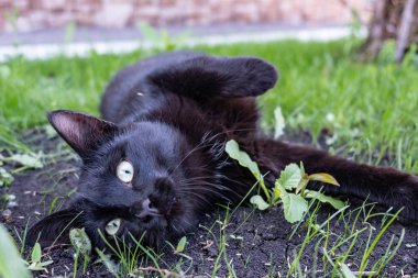 Yeşil çim ile yerde yatan siyah kedi