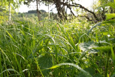 Gölün yakınındaki yağmurdan sonra yeşil çim üzerinde Çiy damlaları. damla çimen göl