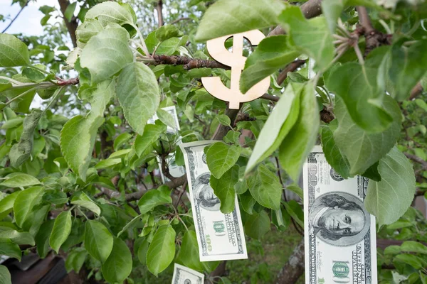 Meyve yerine yeşil yaprakları olan bir ağaçta para dolar asılır. Para Ağacı