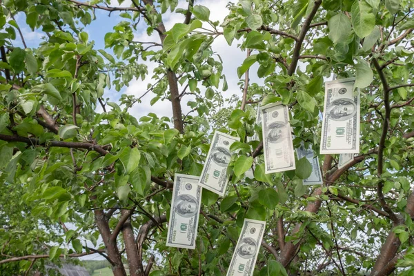 Meyve yerine yeşil yaprakları olan bir ağaçta para dolar asılır. Para Ağacı