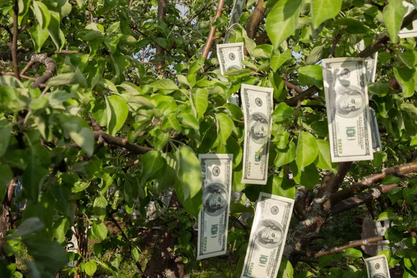 Meyve yerine yeşil yaprakları olan bir ağaçta para dolar asılır. Para Ağacı