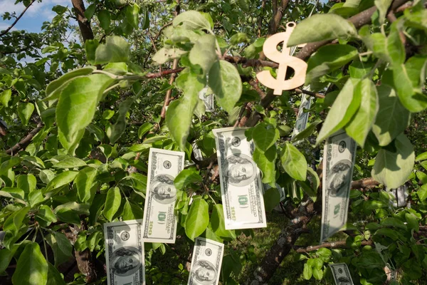 Meyve yerine yeşil yaprakları olan bir ağaçta para dolar asılır. Para Ağacı