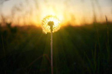 Tarlada gün batımında kabarık karahindiba