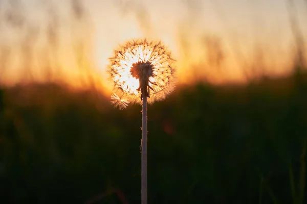 Flauschiger Löwenzahn Bei Sonnenuntergang Auf Dem Feld — Stockfoto