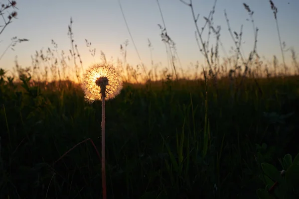 Fluffy Dandelion Saat Matahari Terbenam Lapangan — Stok Foto