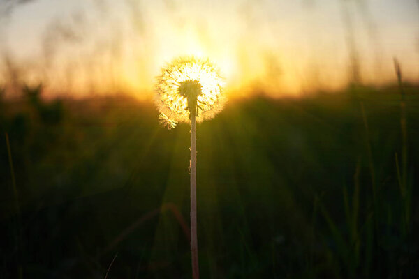 Пушистый одуванчик на закате в поле
