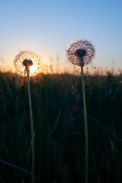 Dos Dientes León Esponjosos Atardecer Campo — Foto de Stock