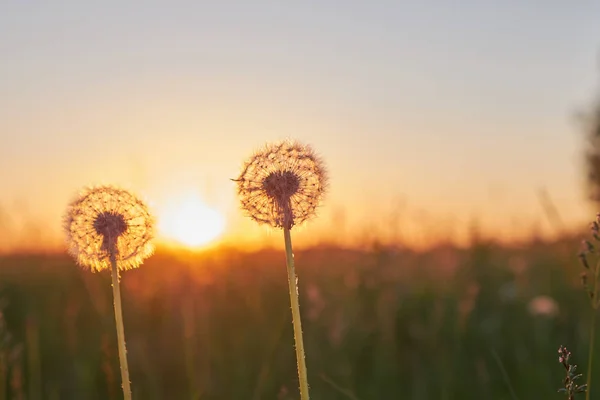 Zwei Flauschige Löwenzahn Bei Sonnenuntergang Auf Dem Feld — Stockfoto