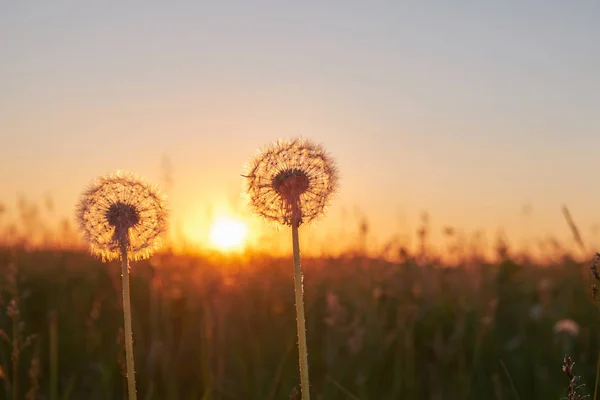 Zwei Flauschige Löwenzahn Bei Sonnenuntergang Auf Dem Feld — Stockfoto