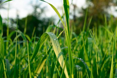 Güneşin ışınları içinde gün batımında Islak çim. Güneşte gün batımında yağmurdan sonra çim üzerinde su damlaları