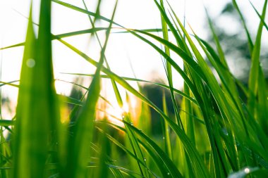 Güneşin ışınları içinde gün batımında Islak çim. Güneşte gün batımında yağmurdan sonra çim üzerinde su damlaları