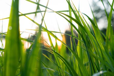 Güneşin ışınları içinde gün batımında Islak çim. Güneşte gün batımında yağmurdan sonra çim üzerinde su damlaları