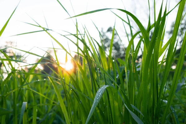 Humidifier Herbe Coucher Soleil Dans Les Rayons Soleil Des Gouttes — Photo