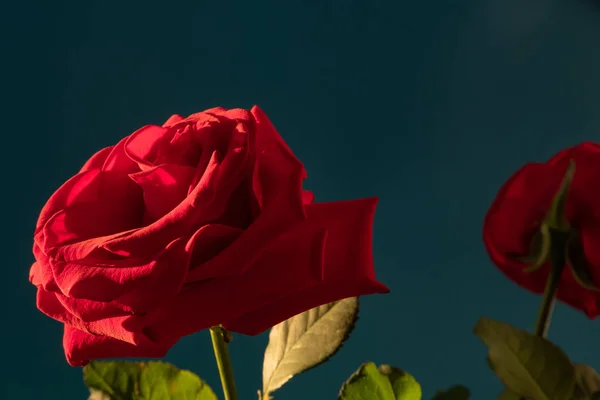 红玫瑰芽特写侧视图 — 图库照片