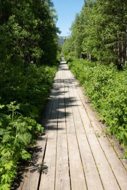 Ormanda tahtalardan yapılmış turistler için doğrudan yol. tahta orman izi