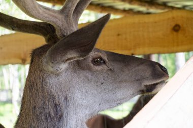 boynuzları ile bir geyik ortrol. geyik portresi