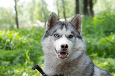 Köpek ırkı zincirde husky. Husky yaz