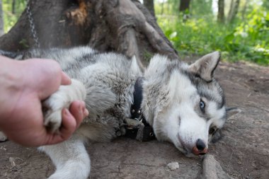 Bir erkek eli husky bir köpeğe çekilir. Köpek hasta. insan yardımı