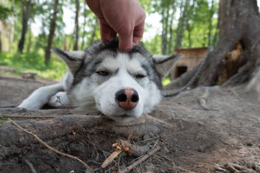 Bir erkek eli husky bir köpeğe çekilir. Köpek hasta. insan yardımı