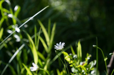 Çimenlerde beyaz küçük çiçekler