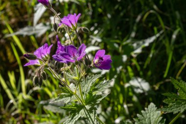 Ormanda menekşe çiçekleri. Çiçek çanları