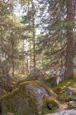 Krumnik ve iğne yapraklı ağaçlardan bir taştan dağa tırmanmak. Duvar resmi