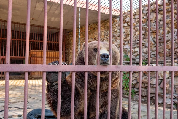 Paw bear behind bars. beast in a cage