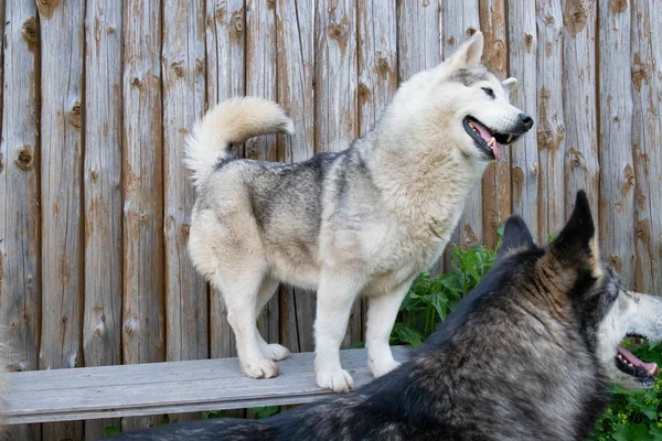 Huskies yazın vadide yürürler. Husky