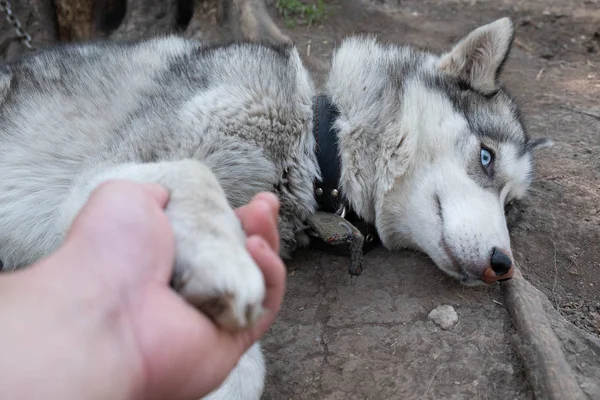 Una Mano Hombre Atraída Por Perro Husky Perro Está Enfermo — Foto de Stock