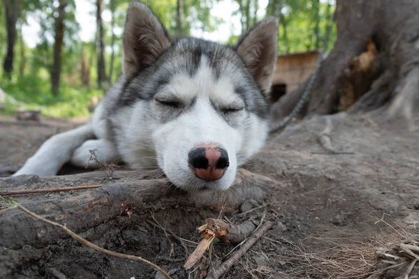 Egy Szomorú Husky Holtversenyben Lánc Fekszik Földön Szomorú Kutya — Stock Fotó