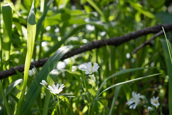 Kleine Weiße Blumen Gras — Stockfoto