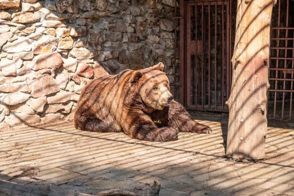 Kahverengi ayı esaret altında. Kahverengi ayı