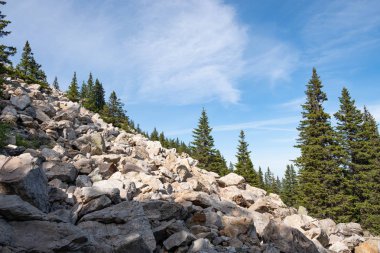 Krumnik ve iğne yapraklı ağaçlardan bir taştan dağa tırmanmak. Duvar resmi